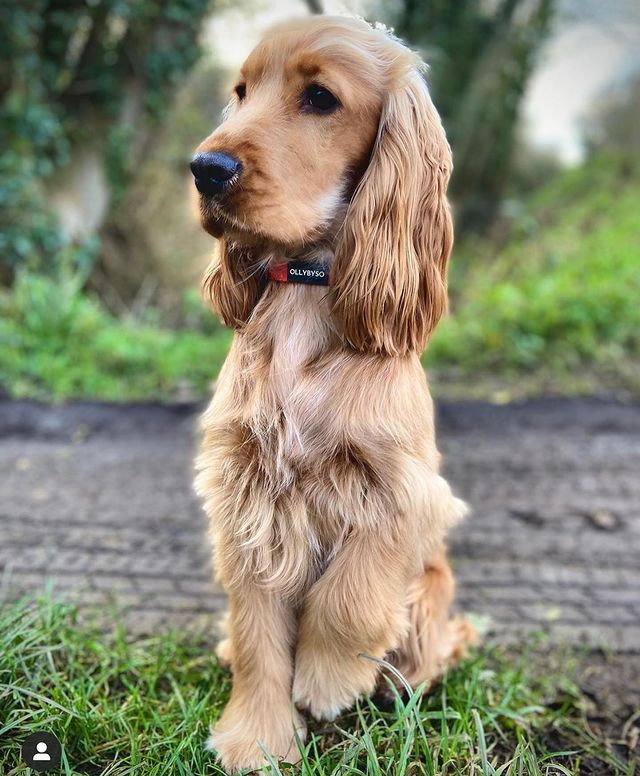 Nutmeg Dog Collar