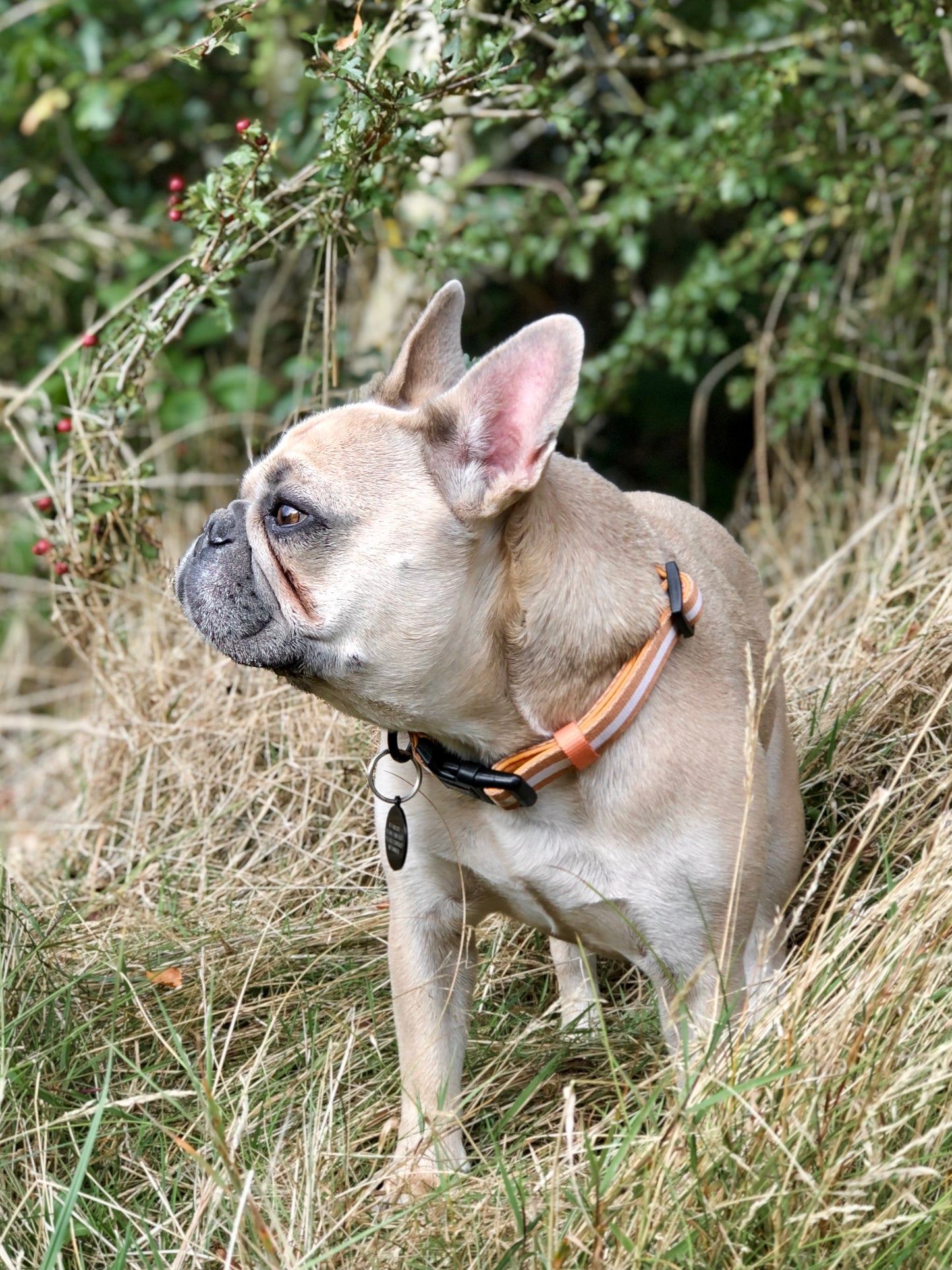 Sand Dog Collar