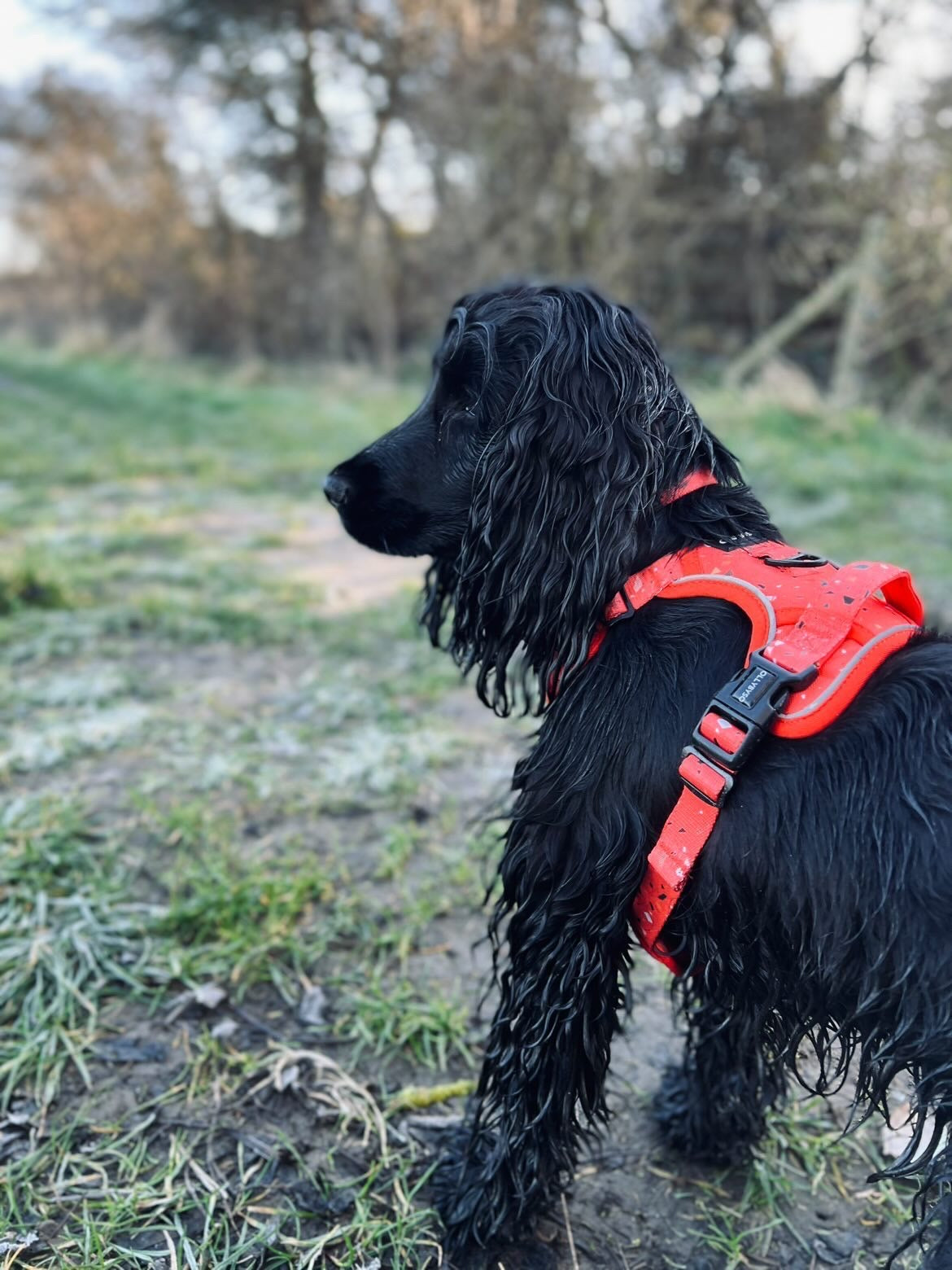 dog harness, no pull dog harness, checked dog harness, country dog harness, front ring dog harness, d ring dog harness, ollybyso, dog accessories 