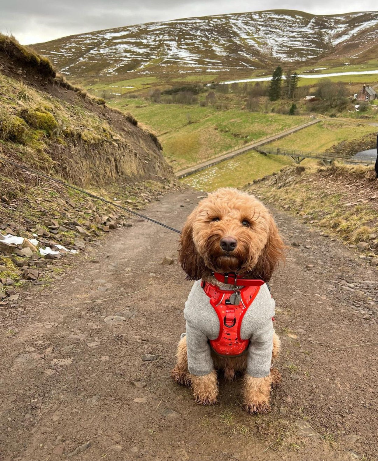 Escapade Dog Harness - Nutmeg