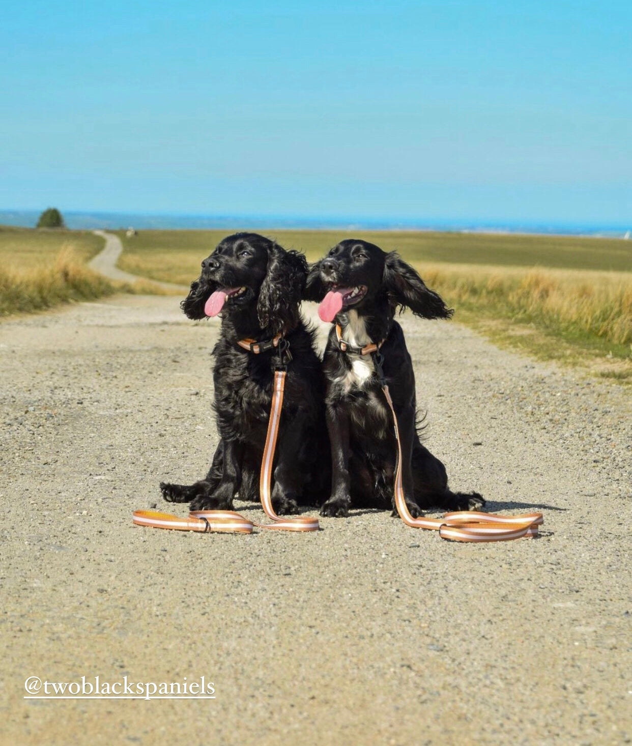 Sand Dog Collar