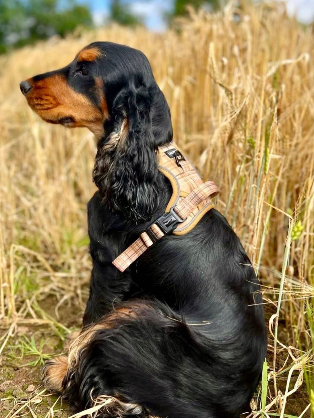 Escapade Dog Harness - Ramble