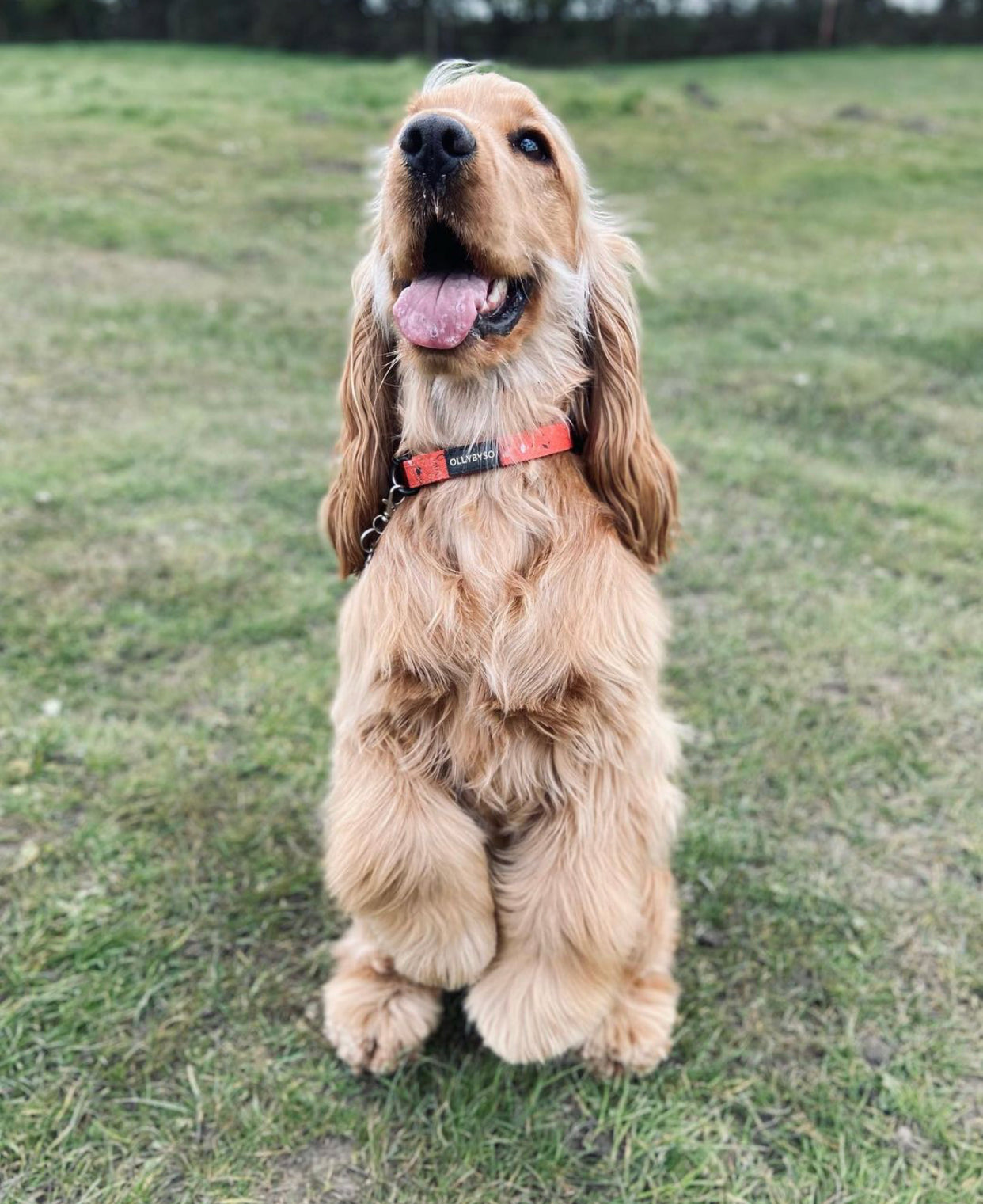 Nutmeg Dog Collar