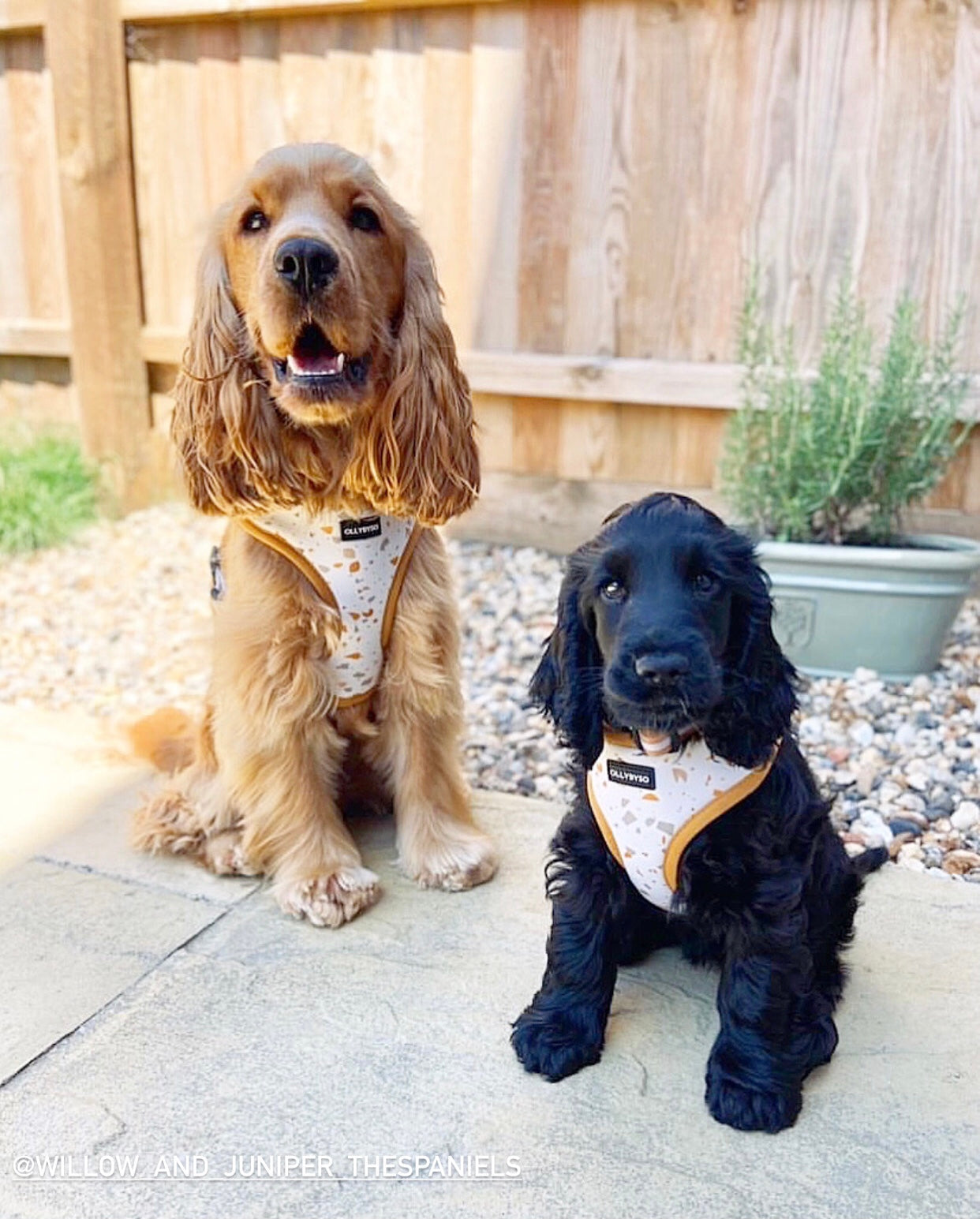 Fully Adjustable Dog Harness UK, dog harness UK, dog harness for puppy, adjustable dog harness