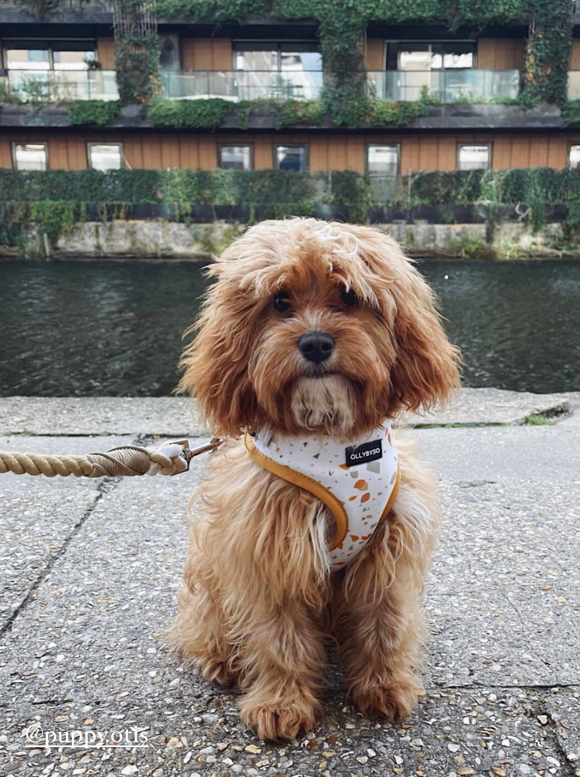 Fully Adjustable Dog Harness UK, dog harness UK, dog harness for puppy, adjustable dog harness