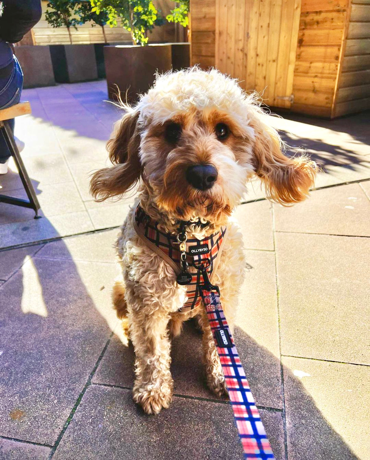 Paddington Dog Lead