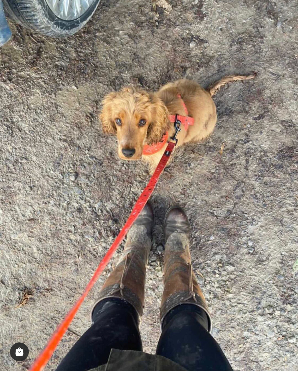 Nutmeg Dog Lead