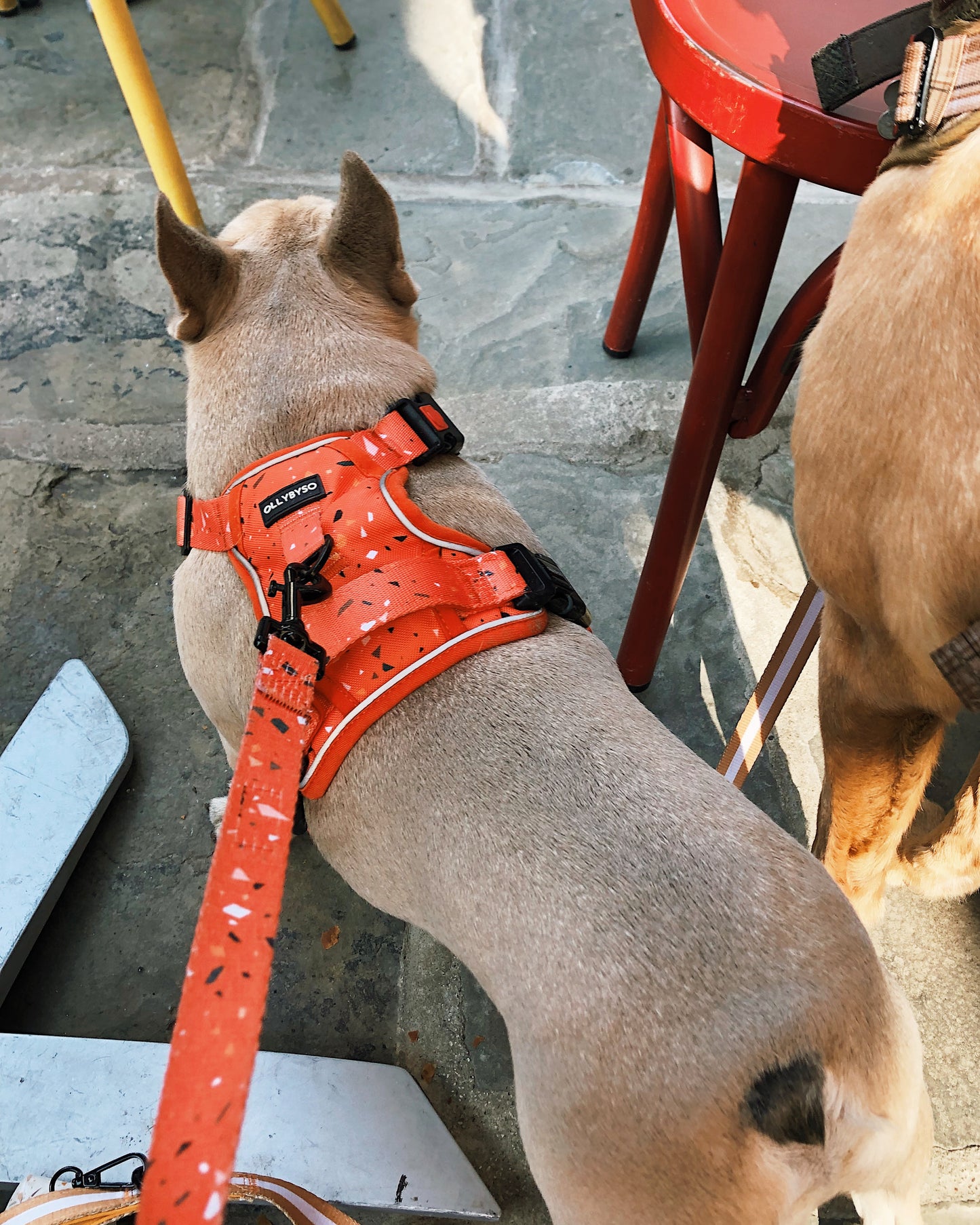 Escapade Dog Harness - Nutmeg