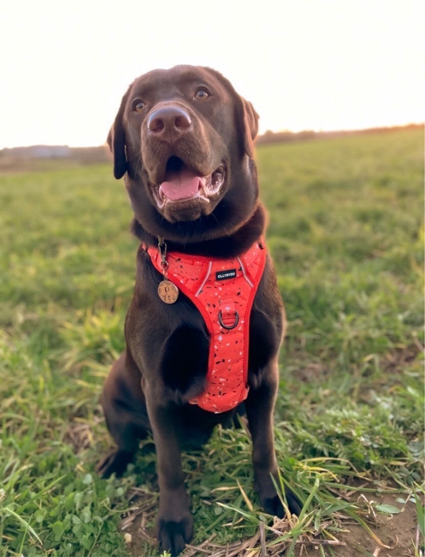 Escapade Dog Harness - Nutmeg