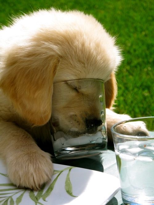 Can dogs have ice cubes?