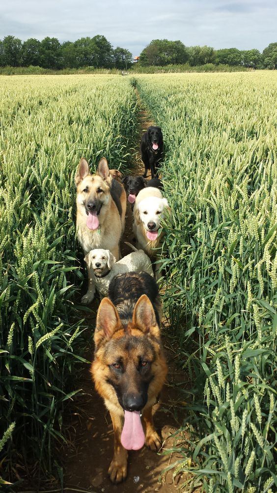The Dog Walkers Edit part 1