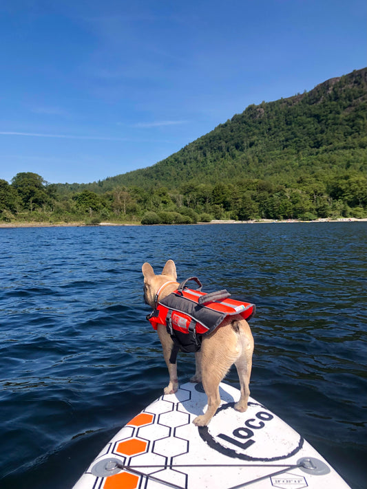 SUP Pup, Otis in the Lake District
