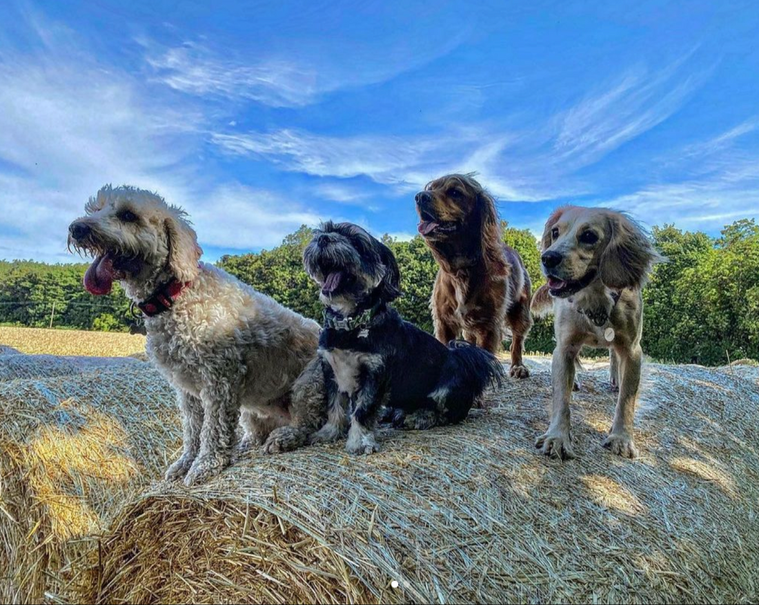 The Dog Walkers Edit Part 2