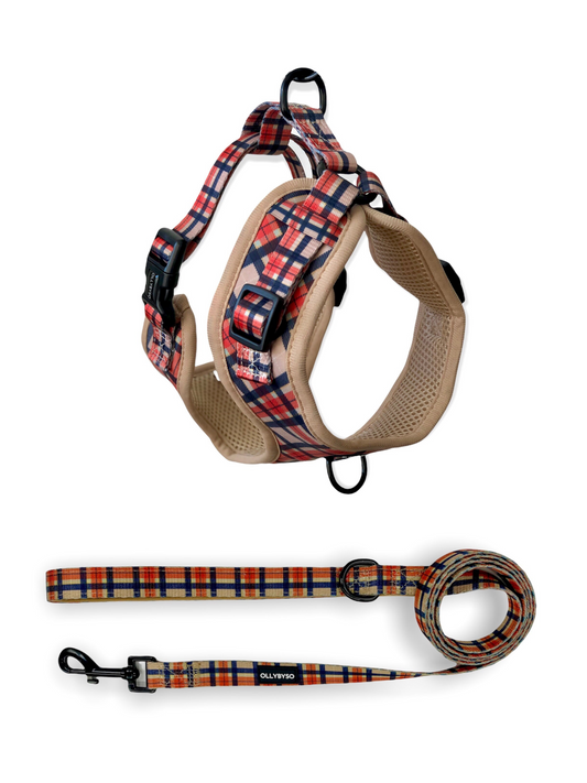 Harness & Lead Bundle - Paddington