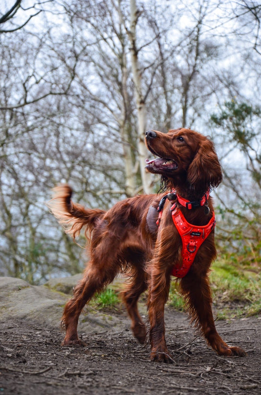 dog harness, no pull dog harness, checked dog harness, country dog harness, front ring dog harness, d ring dog harness, ollybyso, dog accessories 