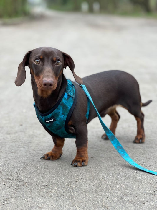 Emerald Dog Lead