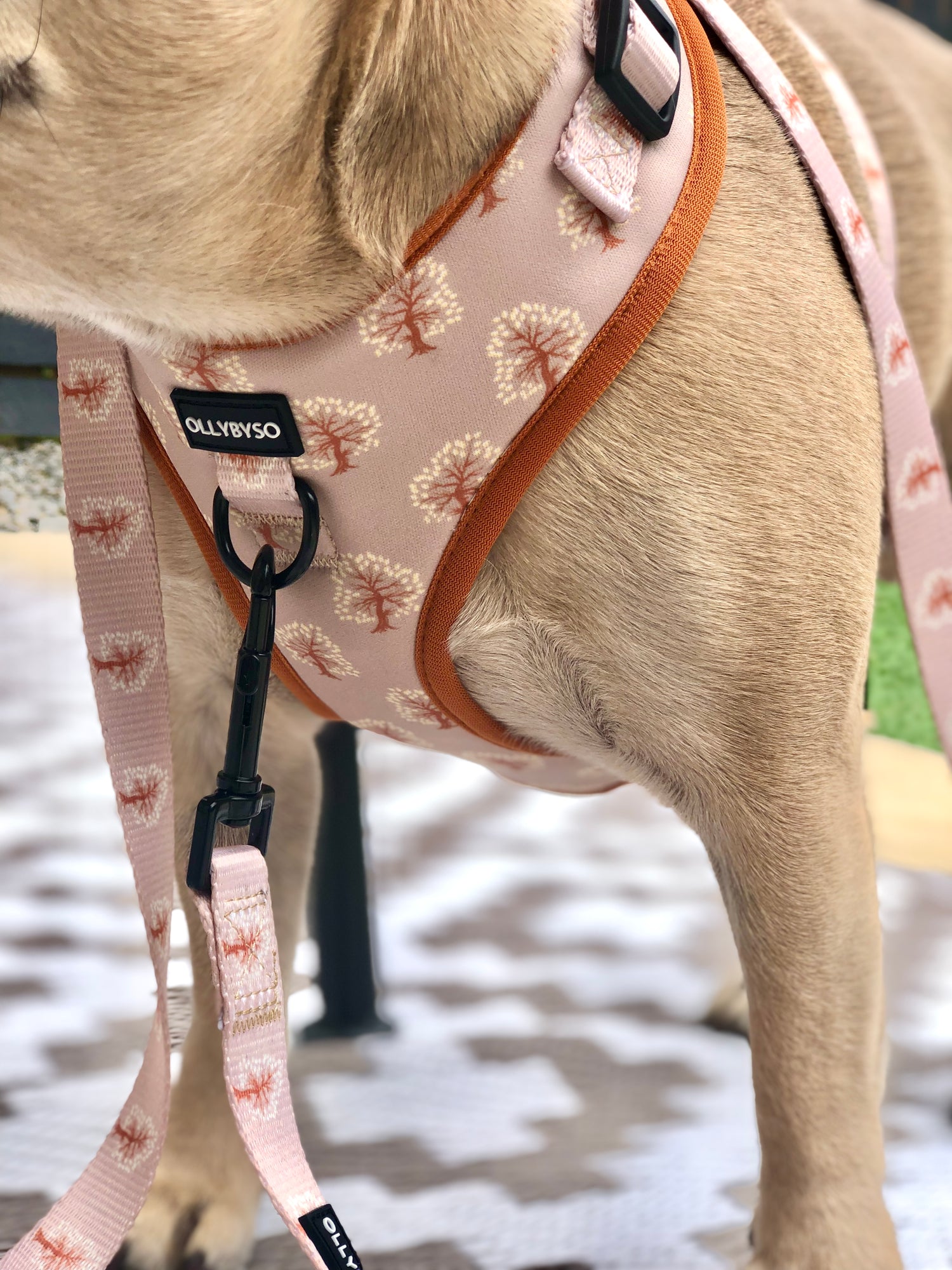 dog harness, no pull dog harness, checked dog harness, country dog harness, front ring dog harness, d ring dog harness, ollybyso, dog accessories 