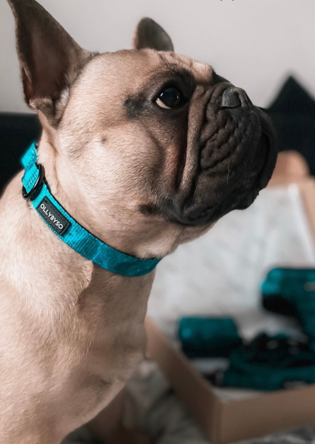 French bulldog, dog collar, green dog collar, blue dog collar, fun dog collars, dog collar for puppy, adjustable dog collar