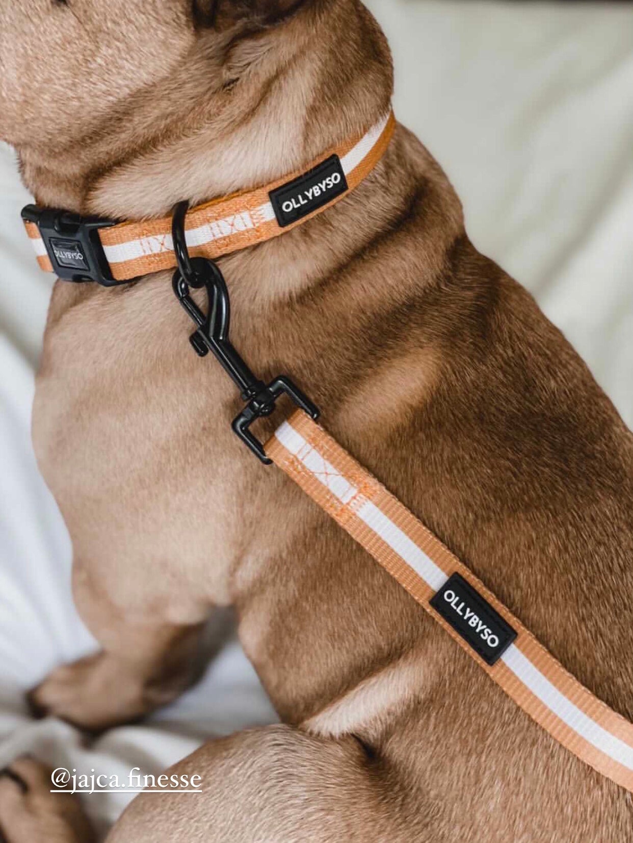 Sand Dog Collar
