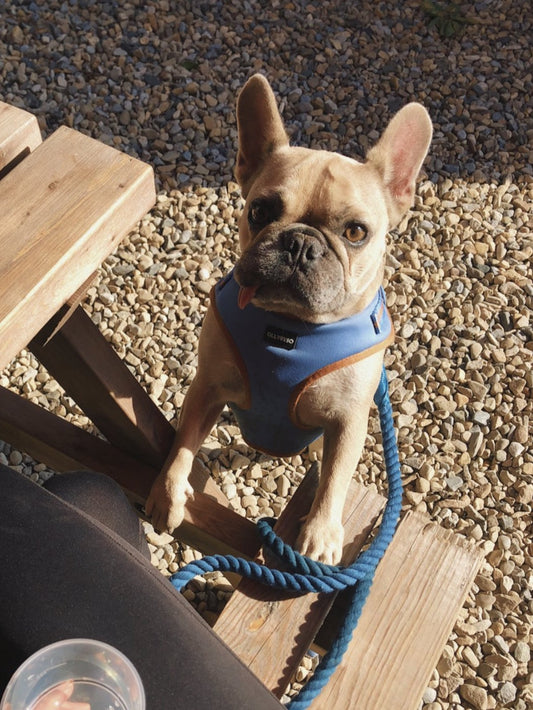 The Imperfect Oxford Blue Rope Lead