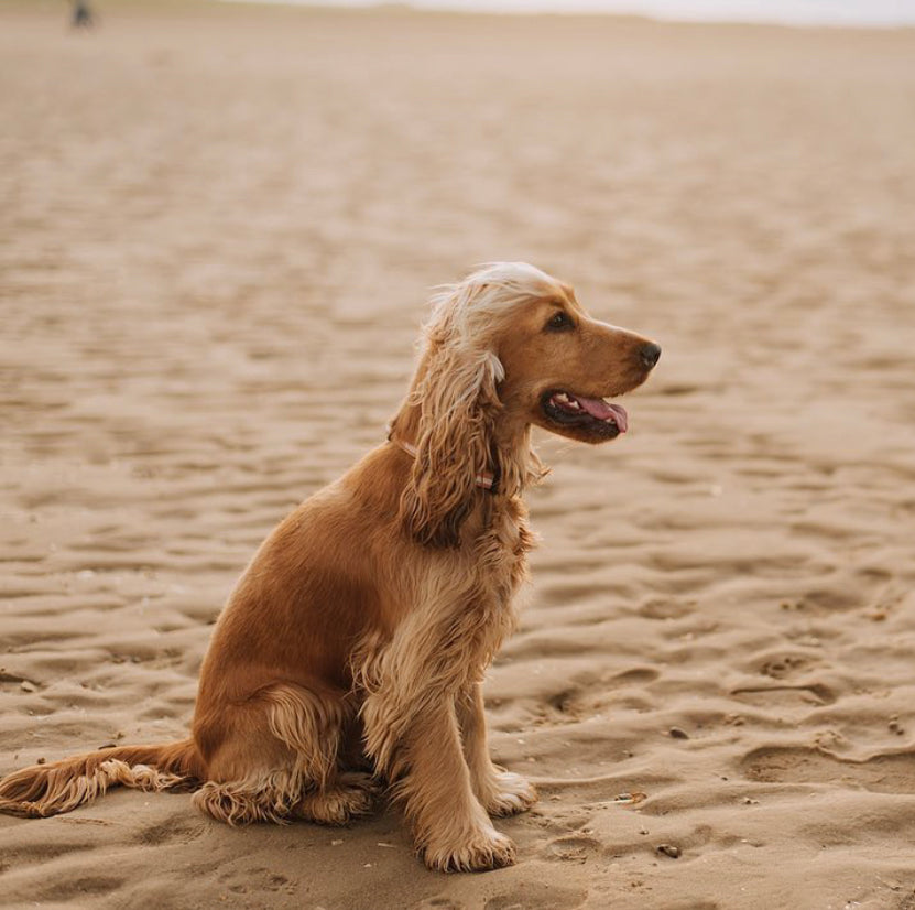 Sand Dog Collar