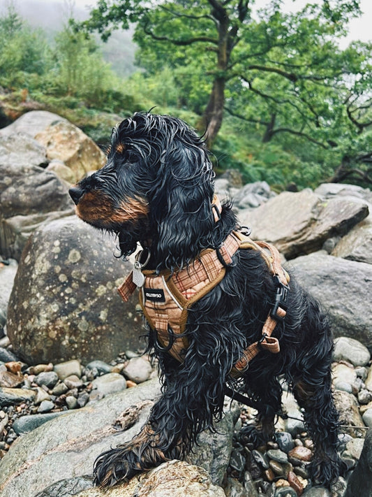 Escapade Dog Harness - Ramble