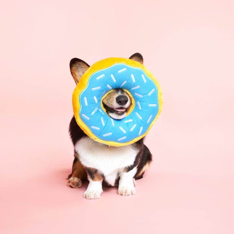 Zippy Paws Giant Blueberry Donut Dog Toy